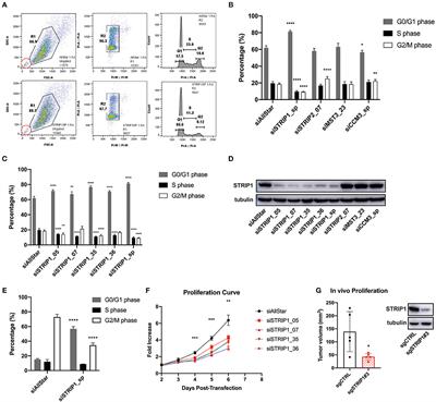 The STRIPAK Complex Regulates Response to Chemotherapy Through p21 and p27